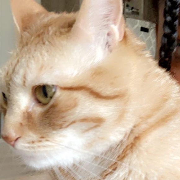 Meet your Posher, Cyberstqr - Picture 1 of 1